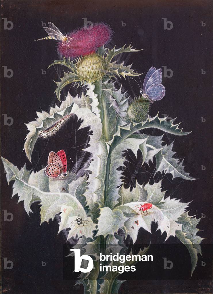 A Study of a Thistle with Insects (see also 59250)