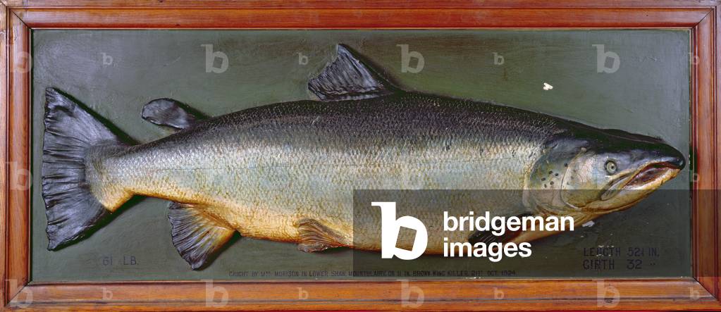The largest salmon ever caught in the U.K. on fly: a 61lb plaster cast salmon, hand painted, mounted on mahogany, caught by Mrs Morrison in Lowe Shaw, Mountblairy in 1924