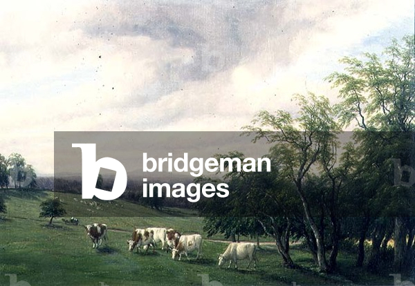 Cattle Grazing in Parkland