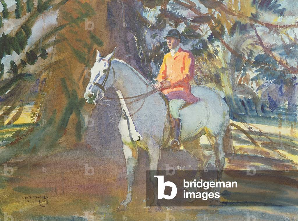 Grey Horse in dappled Sunlight
