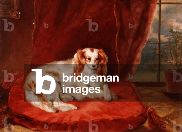 A Cavalier King Charles Spaniel Lying on a Red Cushion