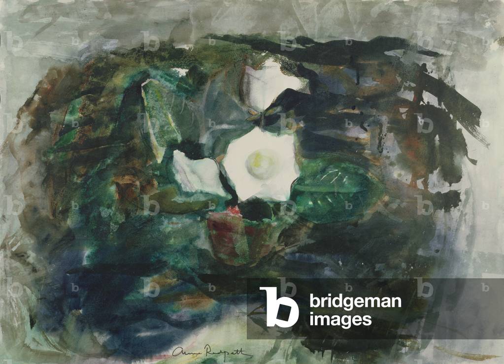 White Gloxinia, 1964 (w/c)