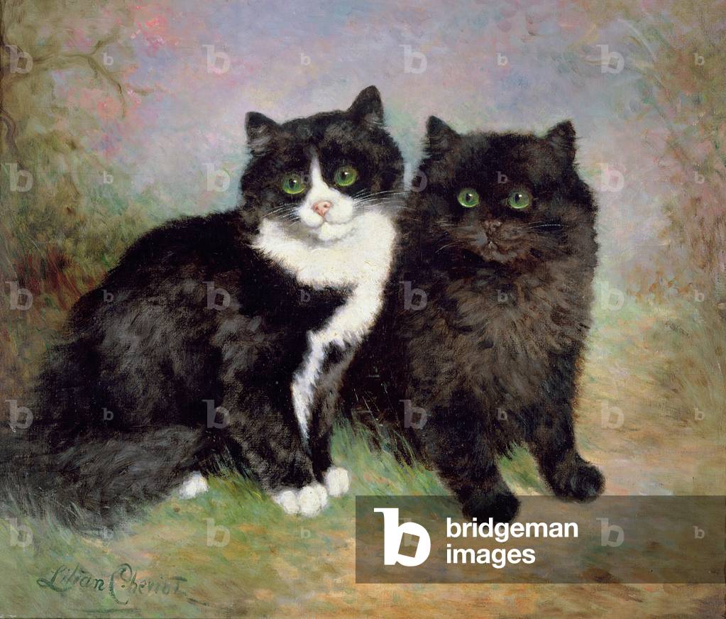 A Pair of Pussy Cats
