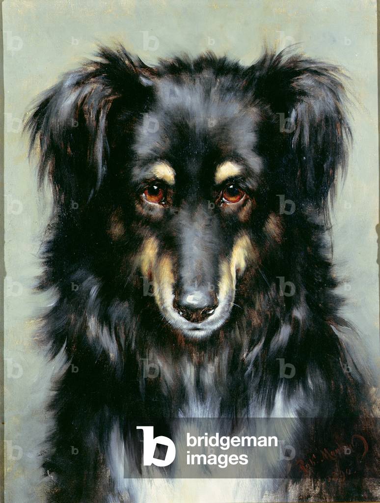 A Black and Tan Collie, 1890 (oil on canvas)
