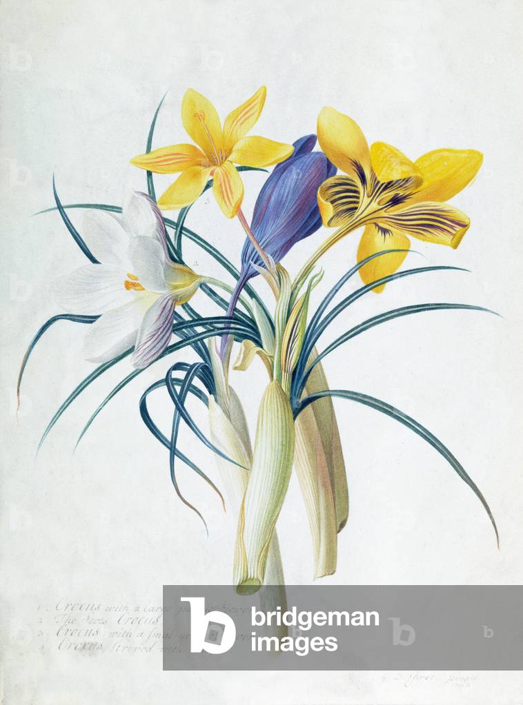 Study of Four Species of Crocus (w/c on paper)