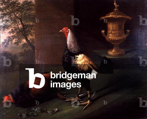 Portrait of `Phenomenon', the silver-laced bantam wearing spurs and standing over his victim