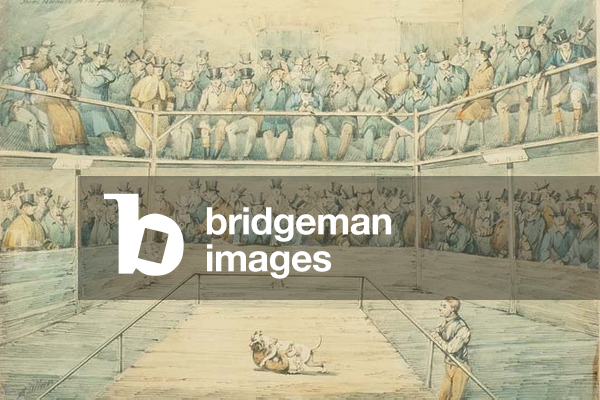 Dog Fight at the Westminster Pitt, 1821, (pen and w/c)