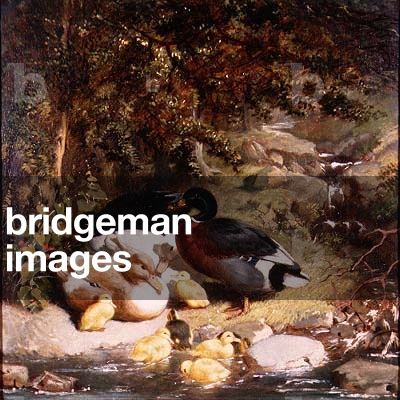 Ducks and Ducklings