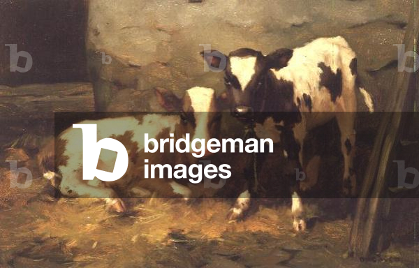 Calves in a Barn