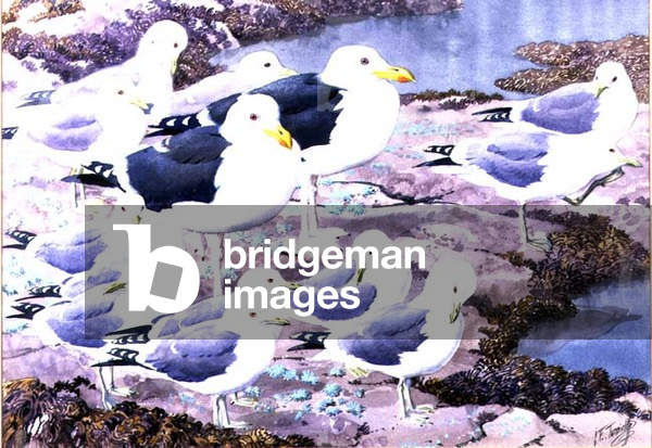 Gull Gallery