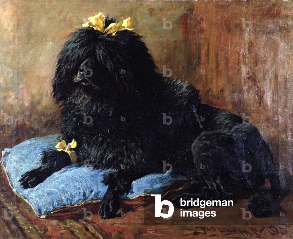 A Black Standard Poodle on a blue cushion, 1895
