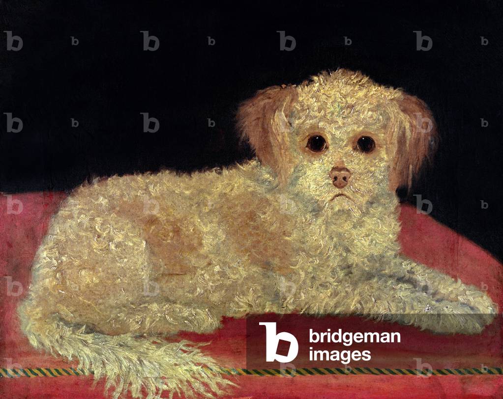 A Terrier on a red cushion, Provincial School