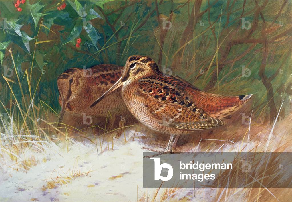 Woodcock in the Undergrowth
