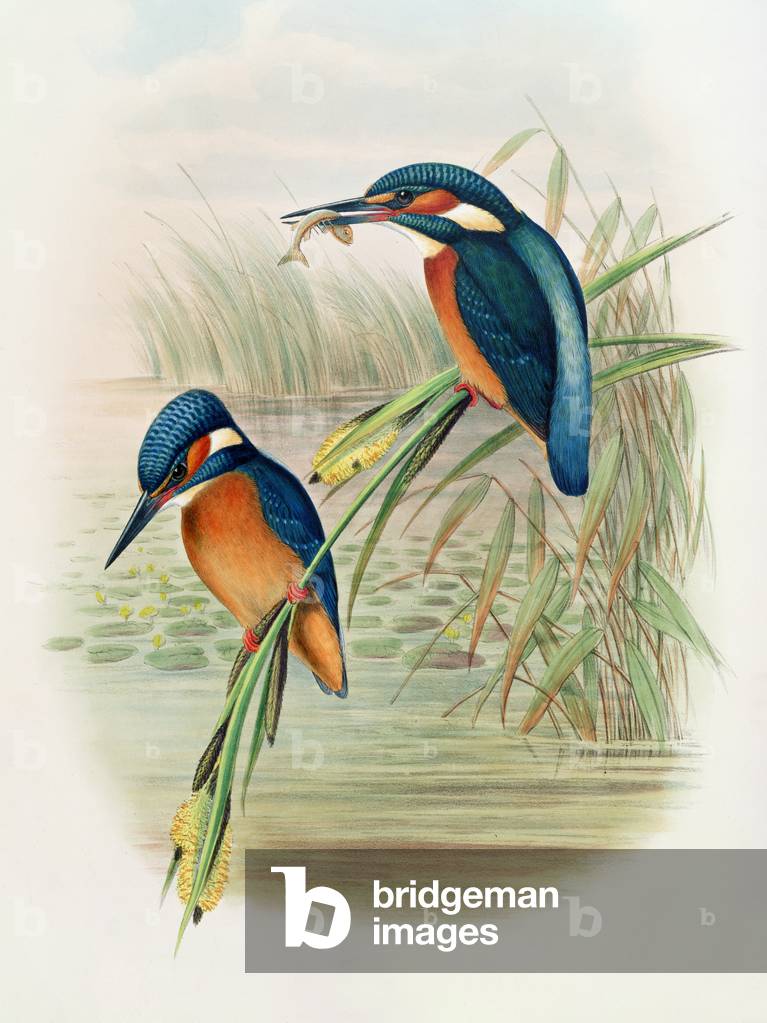 Alcedo Ispida, plate from 'The Birds of Great Britain' by John Gould, published 1862-73 (hand-coloured litho)