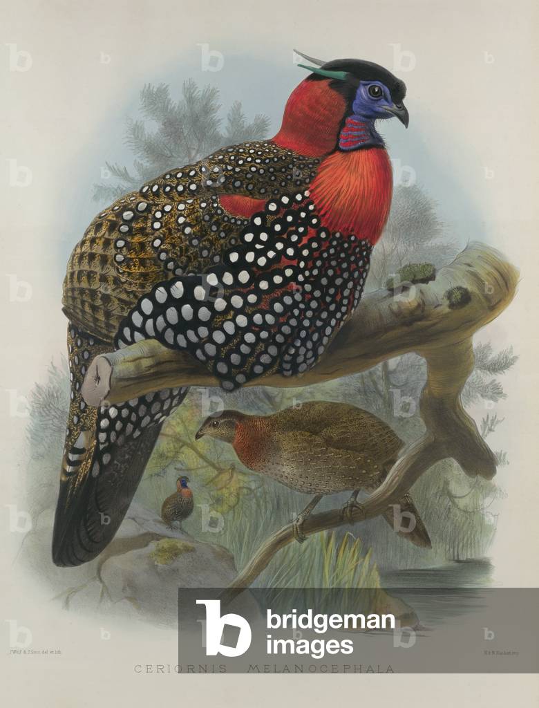 Crimson bellied Tragopan, engraved by M. & N. Hanhart, 1870-72 (coloured engraving) by Wolf, Joseph (1820-99) & Smit, J. (fl.1870)