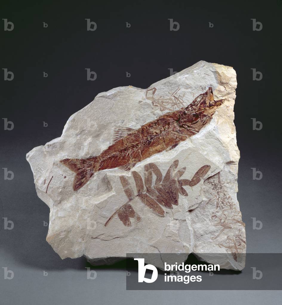 A rare combination fossil (photo)