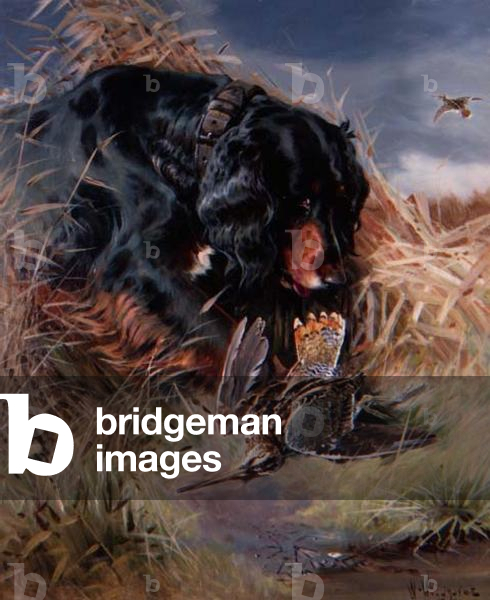 Gordon Setter among reeds