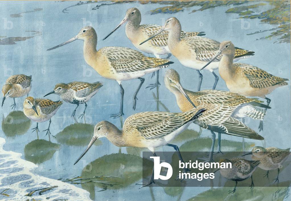 Bartailed Godwit and Dunlin at the Water's Edge