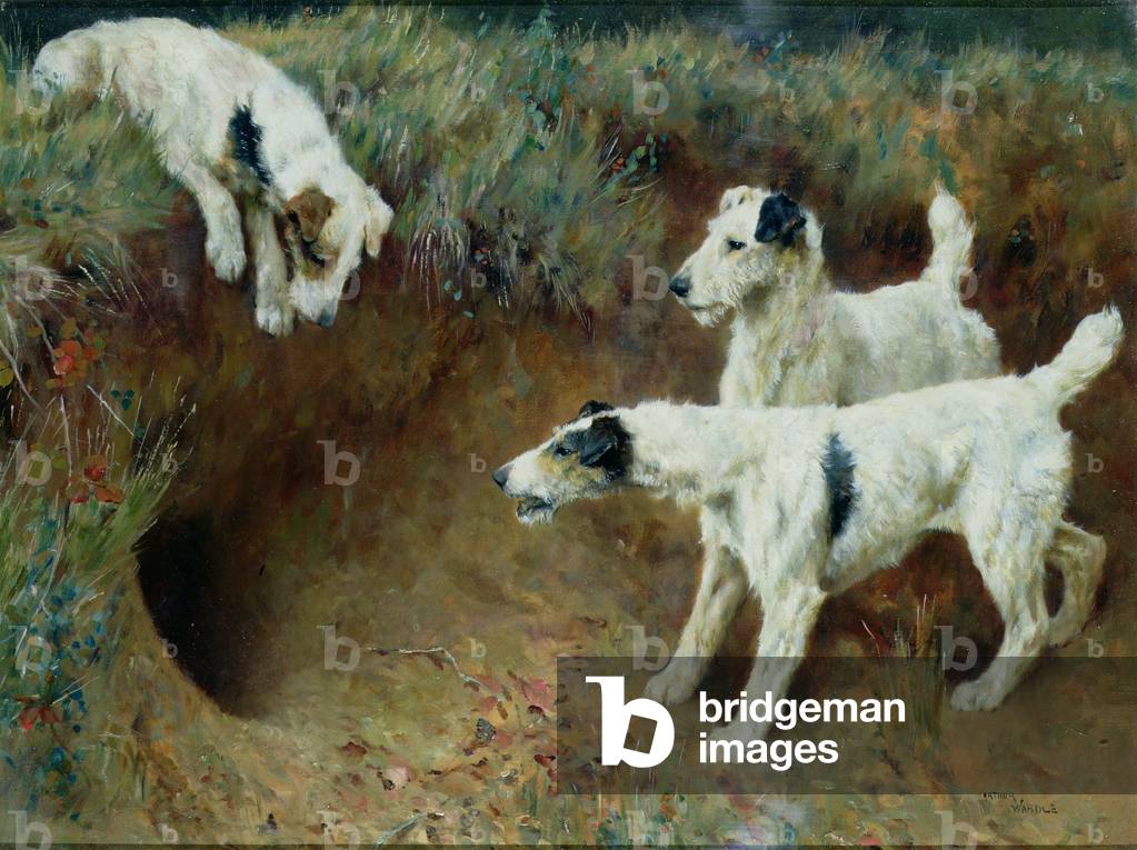 Wire-haired fox terriers by a badger set