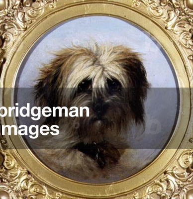 A Head of a Terrier (oil on board)