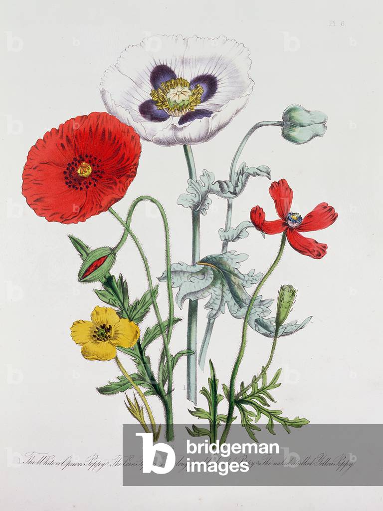 Poppies: Papaver, from British Wild Flowers, bookplate of John Egerton Falconer, London 1844