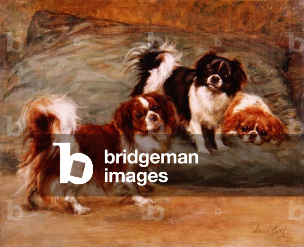 Three King Charles Spaniels on a Cushion