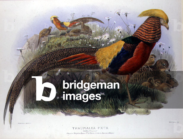 Thaumalea picta (Golden Pheasant) engraved by M. & N. Hanhart, 1870-72 (hand-coloured litho)