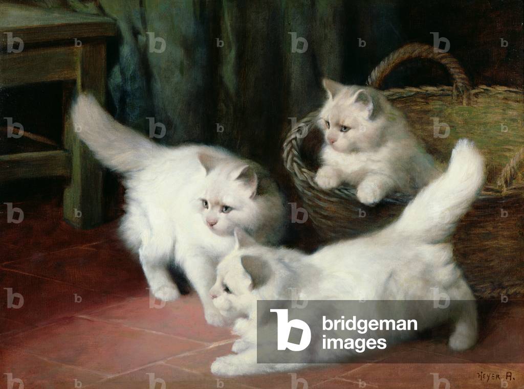 Three White Angora Kittens