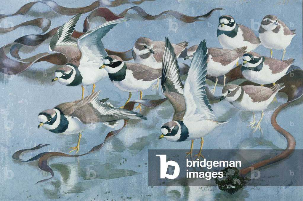 A Group of Ringed Plovers on the Sea Shore
