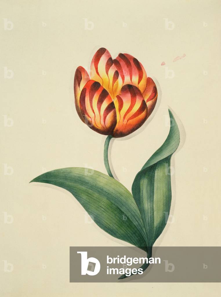 Tulip, from `Flowers', an English Botanical Manuscript, c.1840 (w/c)