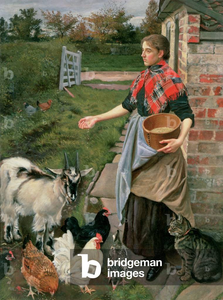 Feeding the Chickens