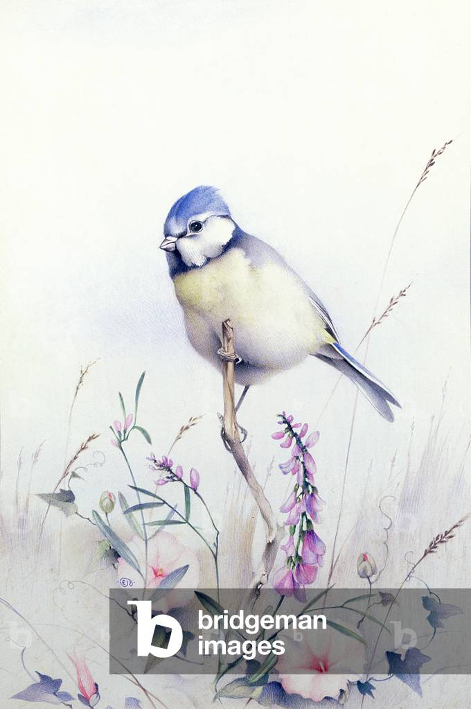 Blue Tit