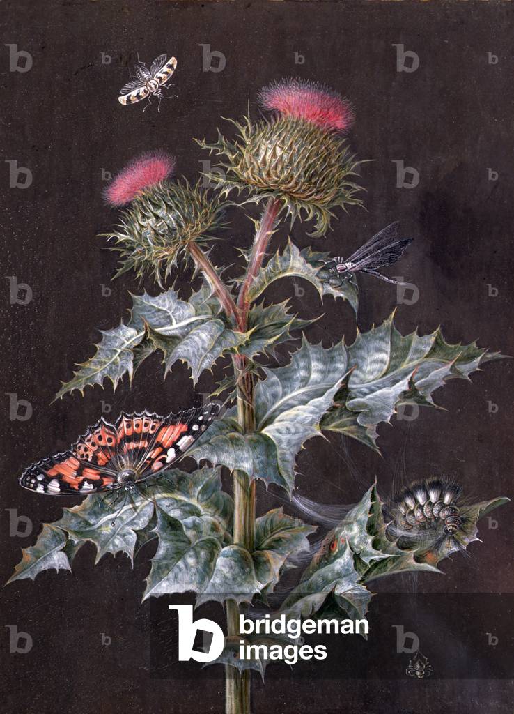 A Study of a Thistle with Insects (gouache) (see also 51756)