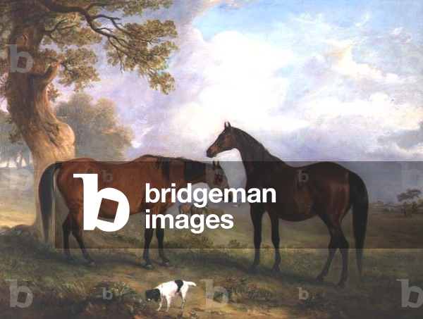 Brood Mares at Grass