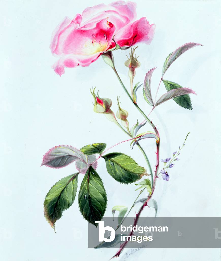 A Rose (w/c)