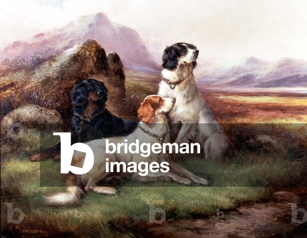 Setters in a Highland Landscape