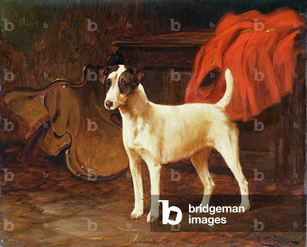 Fox Terrier in a Stable