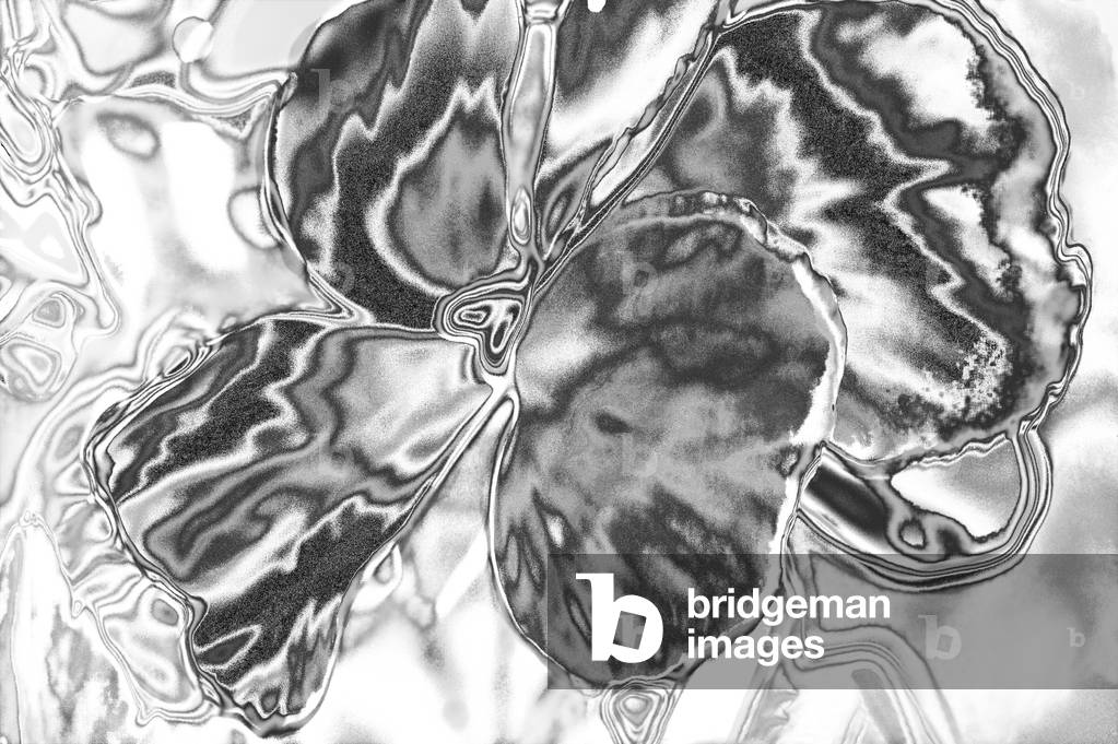 Abstract Flower #6 November 2018 (digitally manipulated photo)
