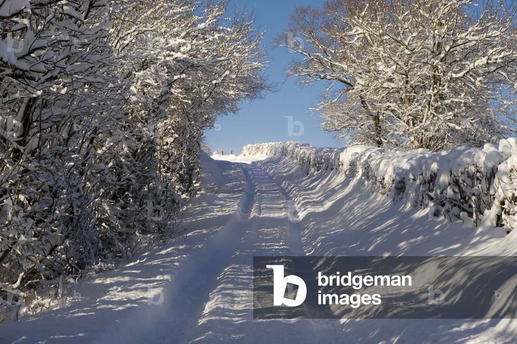 Snow Lane, 2019 (photo)