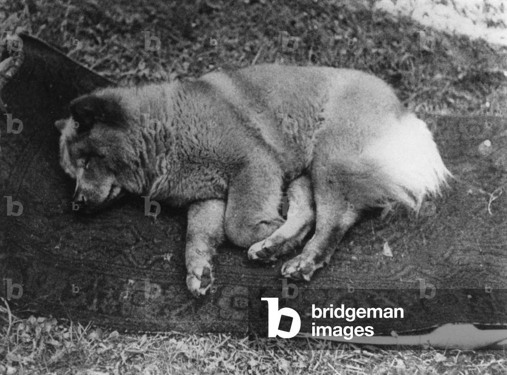 Sigmund Freud's dog Topsy sleeping, c.1937
