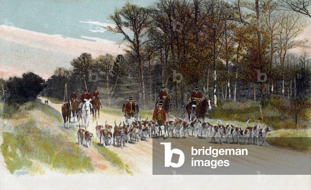 Hunting in Forest of Fontainebleau, France: pack of hounds, postcard