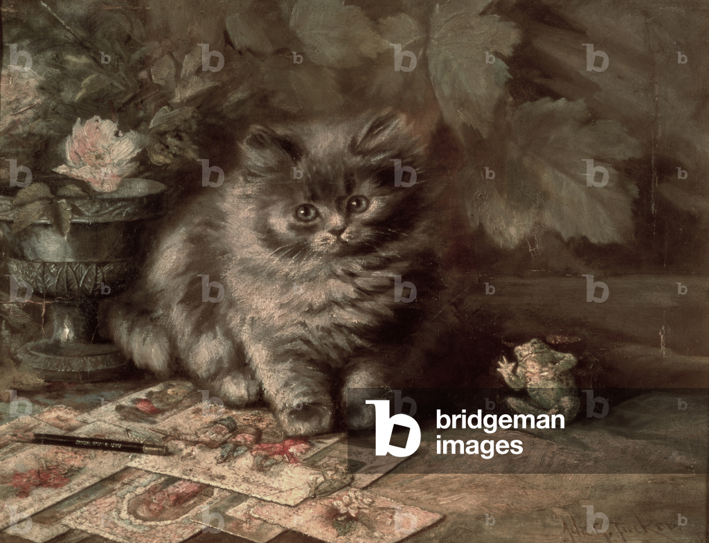 A Portrait of a kitten