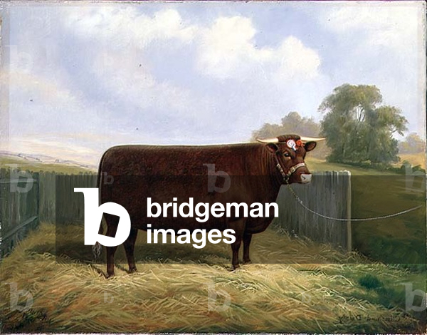 A Portrait of the Prize Winning Devon Heifer 'Climsland Dainty', 1937