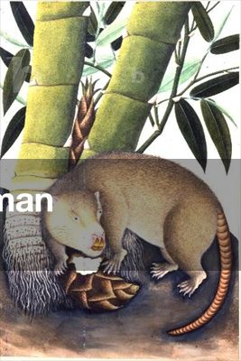 Study of a Casuary, Company School, Late 18th century (gouache and gum arabic)