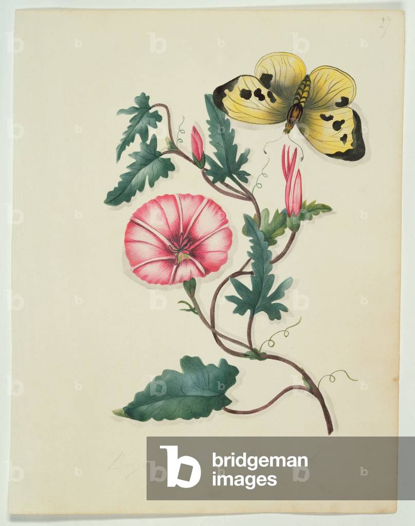 Convolvulus with Yellow Butterfly, from `Flowers', an English Botanical Manuscript, c.1840 (w/c)