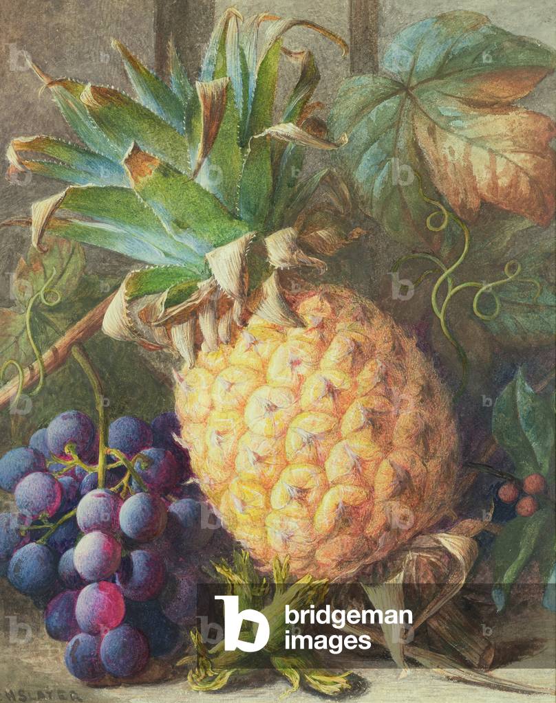 Immagine di Disegno "Natura morta di ananas e uva (w/c e tempera)", 19th Secolo di Charles H. Slater