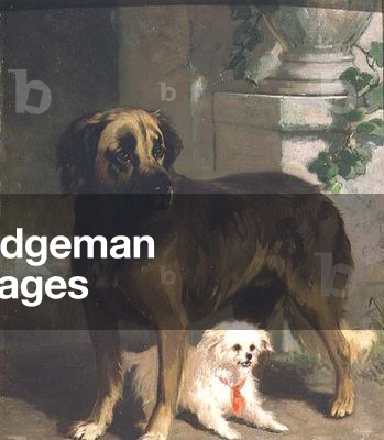 A Mastiff and a Bichon