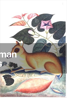 Study of a Mouse Deer by a Flowering Sweet Potato Plant, Company School, c.1805 (gouache and gum arabic on laid paper)