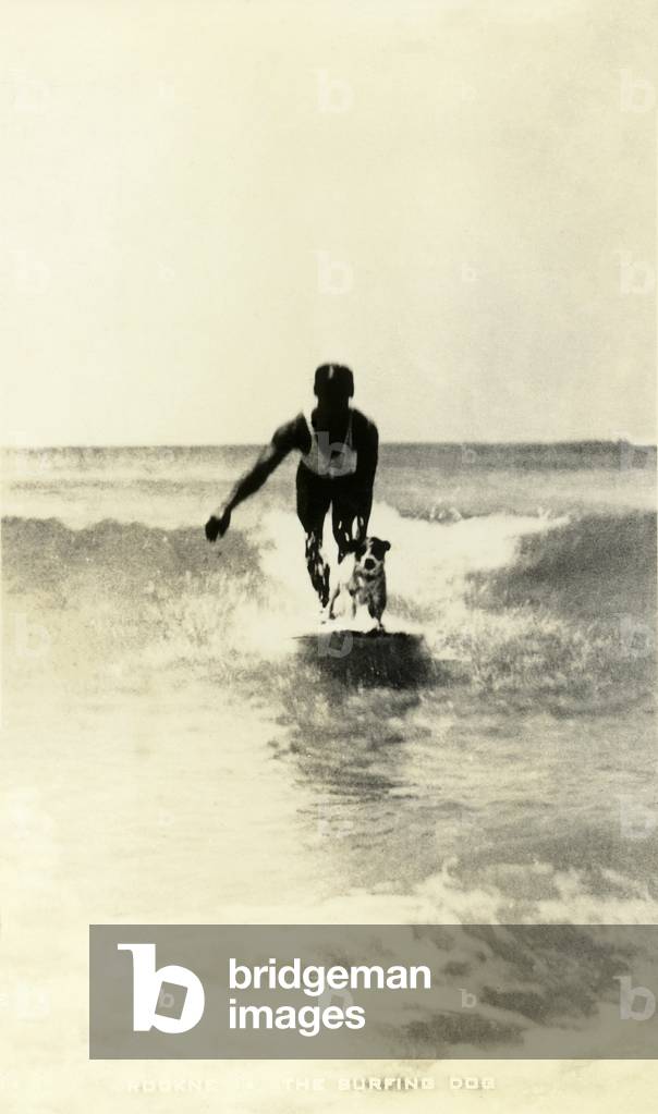 Rockne the Surfing Dog, c.1930s (b/w photo)