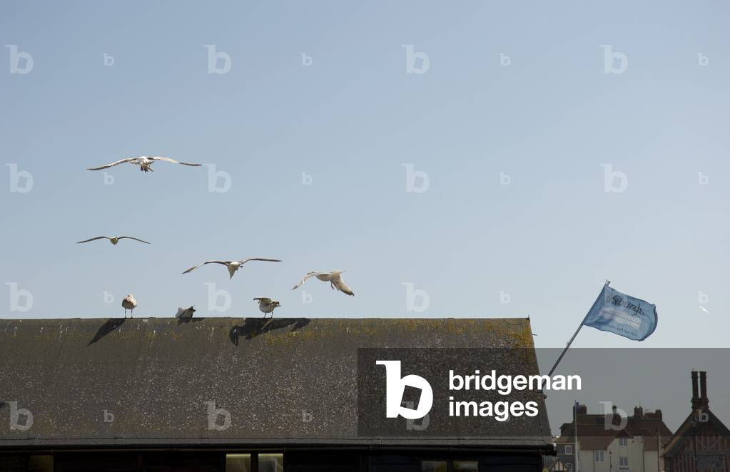 Fishing hut and seagulls in Aldeburgh, Suffolk, UK, June 2007